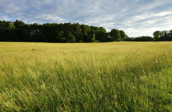Wokingham Call for Sites: Promoting Land for Future Homes